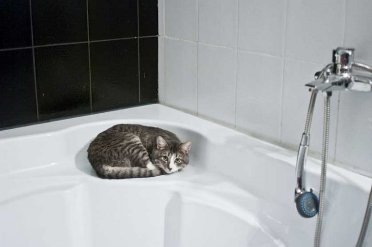 łazienka, kot leżący na wannie