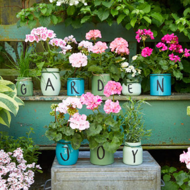 dekoracje z pelargonii do ogrodu