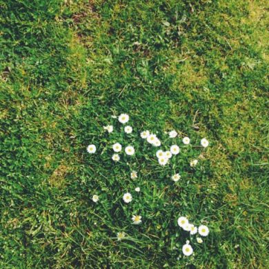 Jak siać trawę na starym trawniku