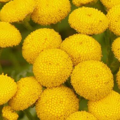 Wrotycz - właściwości ziela wrotyczu