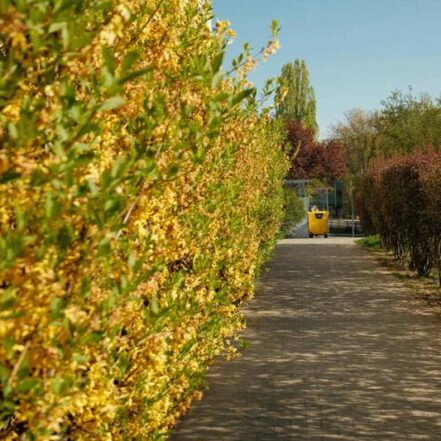 Dowiedz się, jakie techniki cięcia warto stosować w ogrodzie!